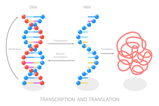 Síntese de RNA dirigida por DNA  Ilustração