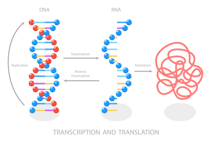 Síntese de RNA dirigida por DNA  Ilustração