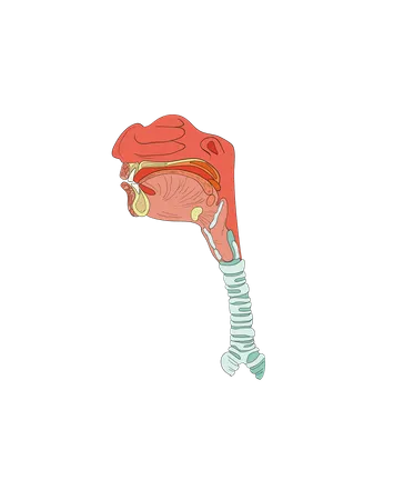 Sistema digestivo  Ilustración