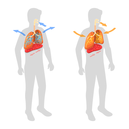 Sistema Respiratório e Movimento do Diafragma  Ilustração