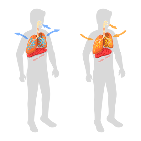 Sistema respiratorio y movimiento del diafragma.  Ilustración