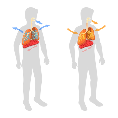 Sistema respiratorio y movimiento del diafragma.  Ilustración