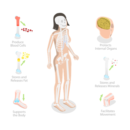 Skeletal System Functions, Skeleton Diagram  Illustration