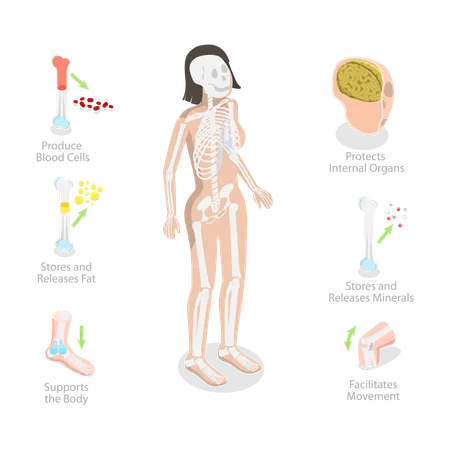 Skeletal System Functions, Skeleton Diagram  Illustration