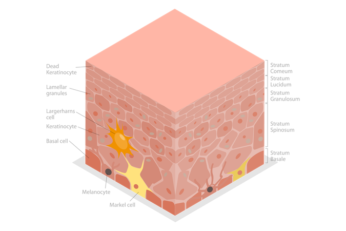 Skin diagram  Illustration