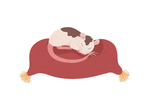 Sleeping Cute Rat Flat Cartoon Vector Illustration Rat Domestic Animal Or Pet Adorable Funny Character For Pet Shop Or Veterinary Theme Illustration