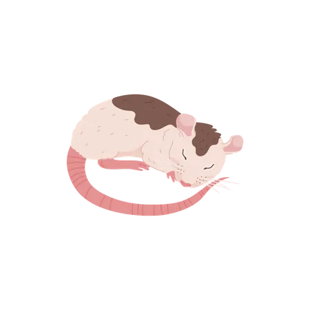 Sleeping Cute Rat Flat Cartoon Vector Illustration Isolated On White Background Rat Domestic Animal Or Pet Adorable Funny Character For Pet Shop Or Veterinary Theme Illustration