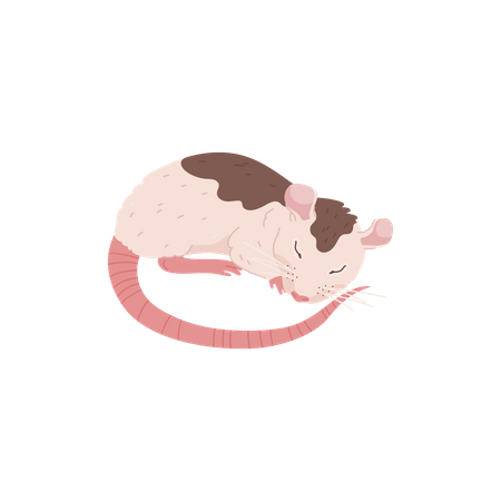 Sleeping cute rat  Illustration