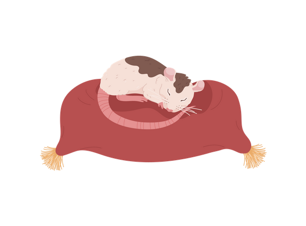 Sleeping cute rat  Illustration