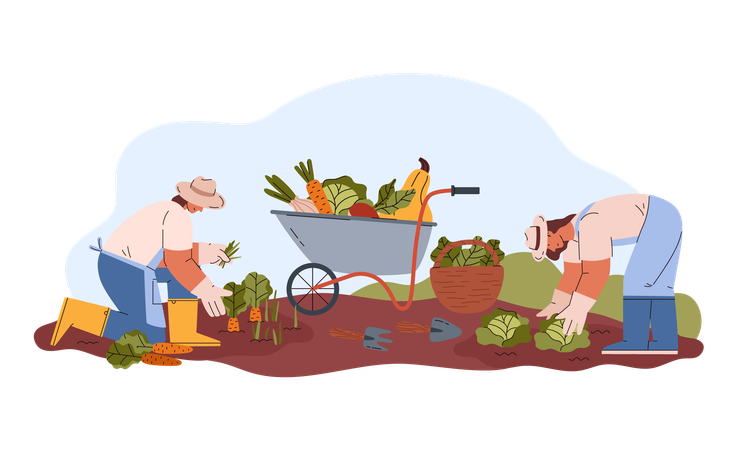 Smiling young woman in hats and gloves harvesting carrots and cabbages  Illustration