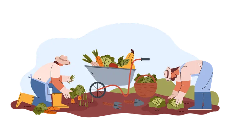 Smiling Young Woman In Hats And Gloves Harvesting Carrots And Cabbages Flat Style Vector Illustration Isolated On White Background Design Element Farming And Agriculture Working People Illustration