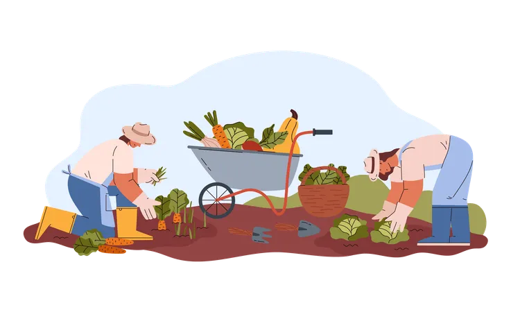 Smiling young woman in hats and gloves harvesting carrots and cabbages  Illustration