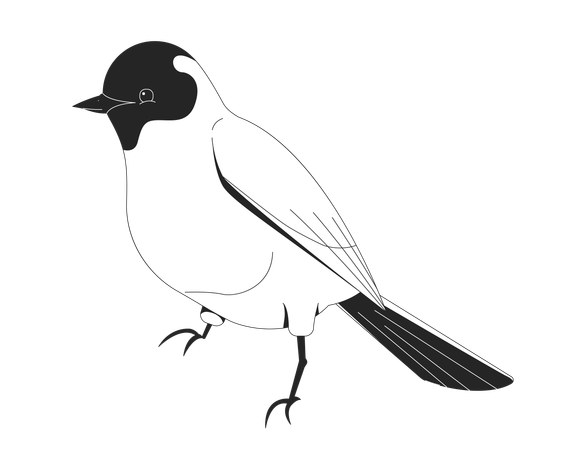Songbird  Illustration