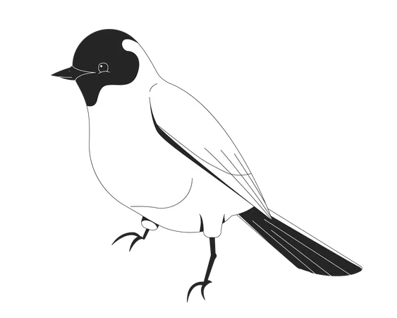 Songbird  Illustration
