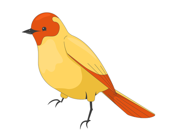 Songbird  Illustration