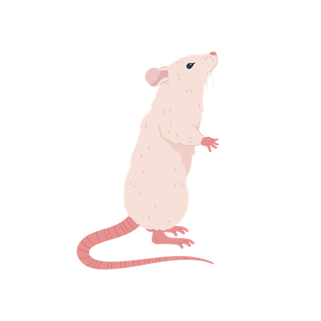 Souris debout  Illustration