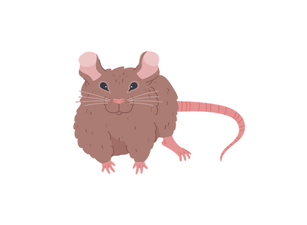 Souris brune  Illustration