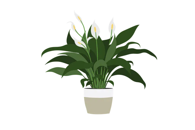 Spathiphyllum cochlearispathum  Illustration