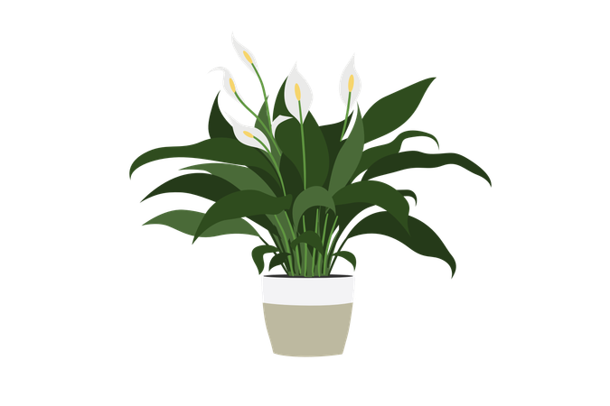 Spathiphyllum Cochlearispathum  Illustration