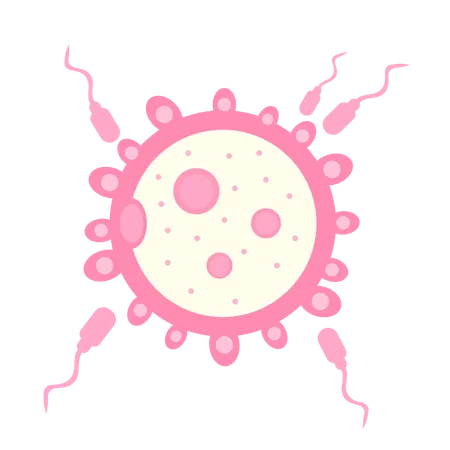 Spermien nähern sich einer Eizelle zur Befruchtung  Illustration