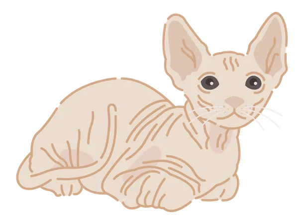 Sphynx cat  Illustration