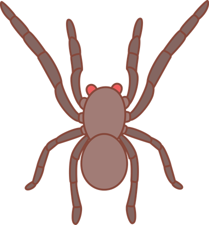 Spider  Illustration