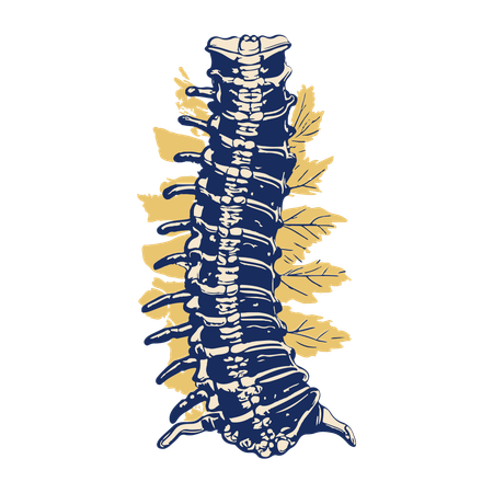 Spinal Column  Illustration