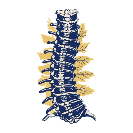 Spinal Column  Illustration