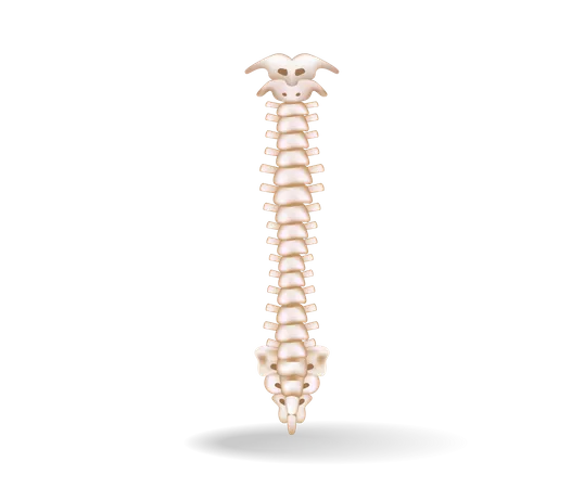 Spinal cord anatomy  일러스트레이션