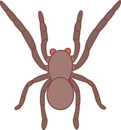 Spinne  Illustration