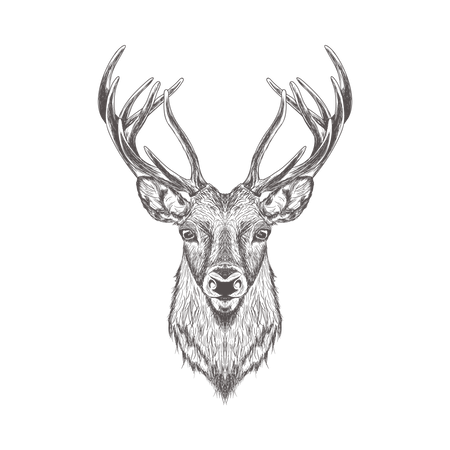 Stag  Illustration