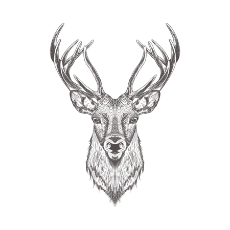 Stag  Illustration