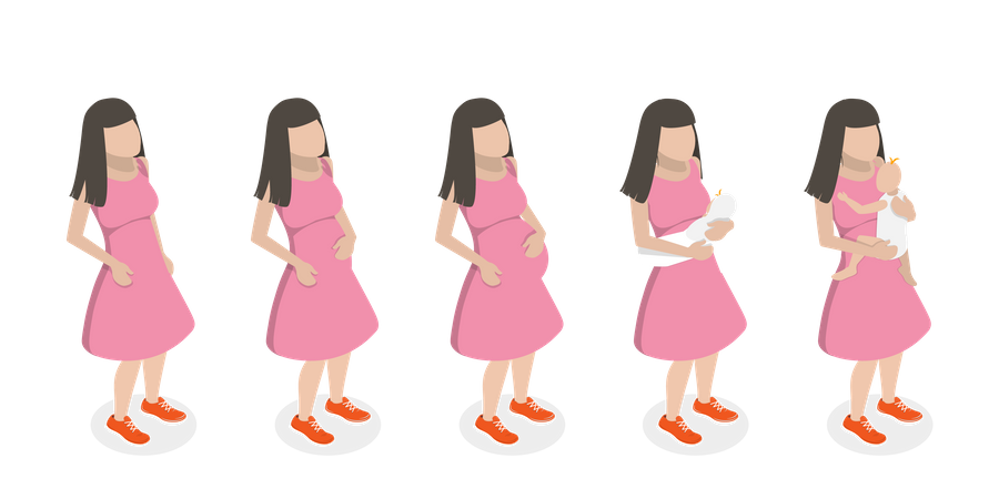 Stages Of Pregnancy  Illustration