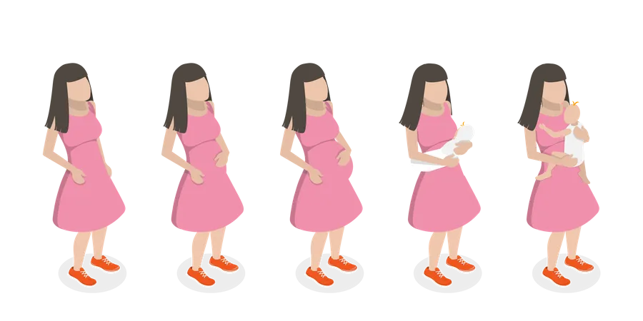 Stages Of Pregnancy  Illustration