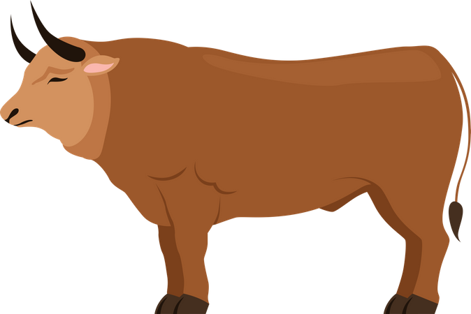 Stier  Illustration