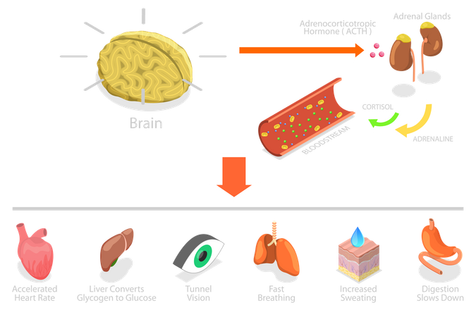 Stress Response Process  Illustration