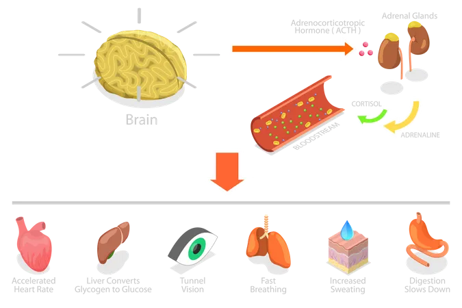 Stress Response Process  Illustration