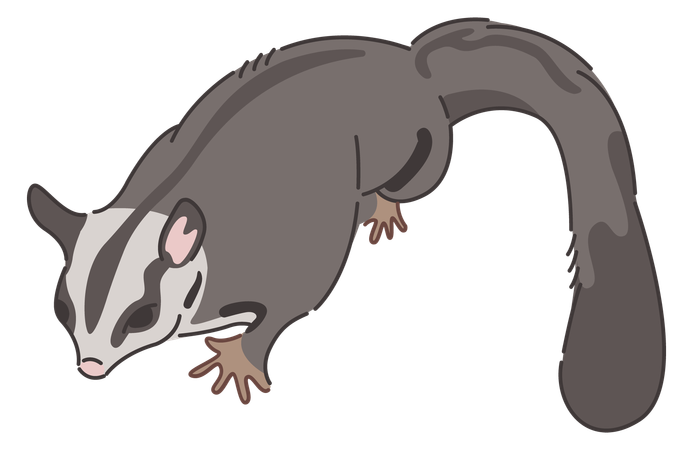 Sugar glider  Illustration