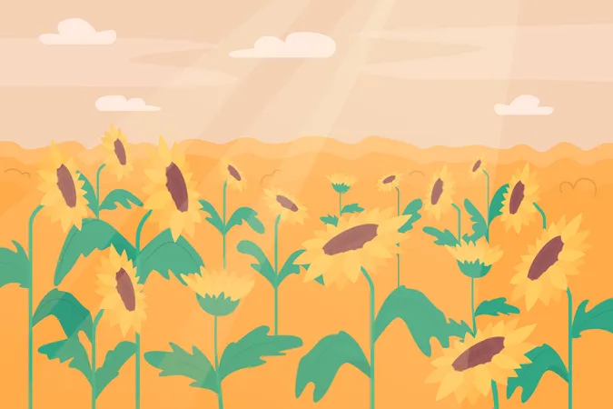 Sunflower field  Illustration
