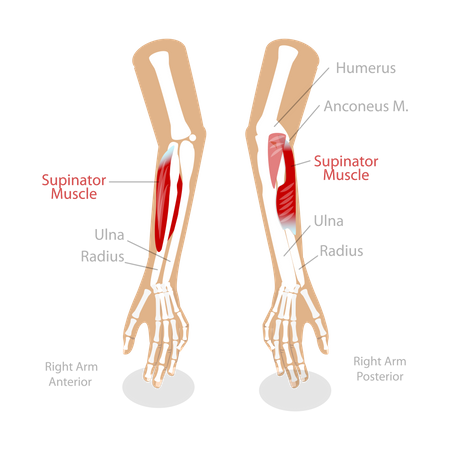 Supinator muscle  Illustration