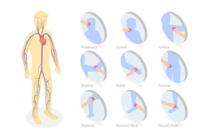 Système cardiovasculaire  Illustration