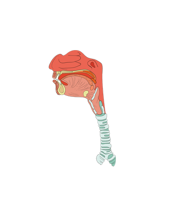 Système digestif  Illustration