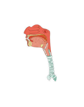 Système digestif  Illustration