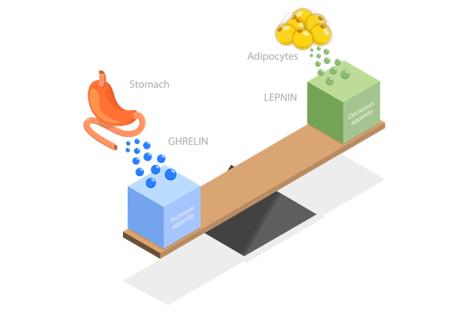 Système endocrinien humain  Illustration