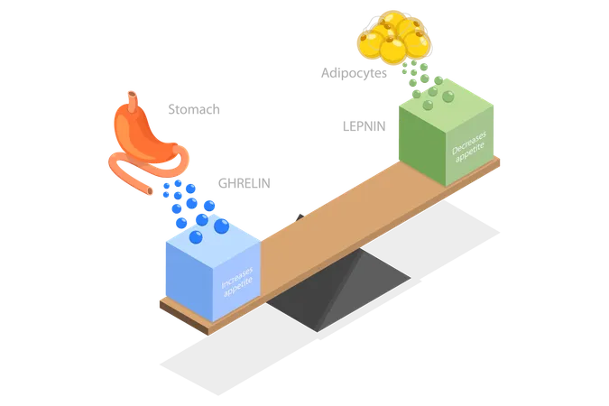 Système endocrinien humain  Illustration