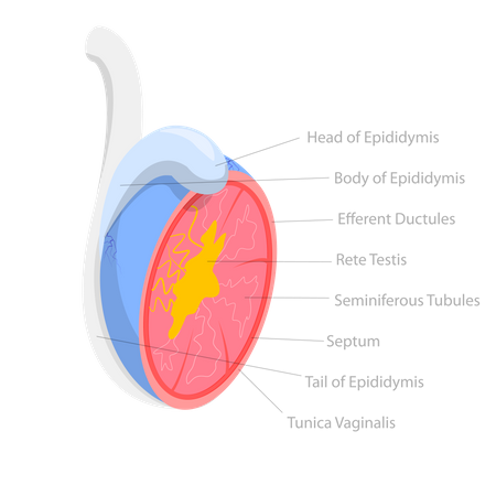 Système reproductif masculin  Illustration