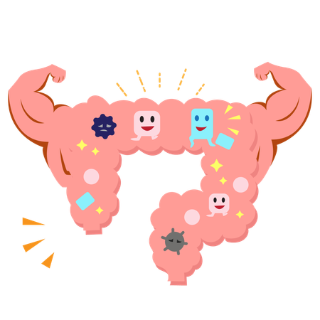 Taking care of the body's health makes the colon and bacteria work to maintain balance  Illustration