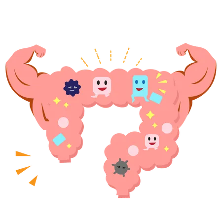 Taking care of the body's health makes the colon and bacteria work to maintain balance  Illustration