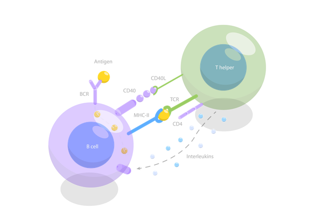 Activation des cellules B dépendantes de Tcell  Illustration