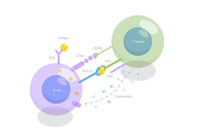 Activación de células B dependientes de células T  Ilustración